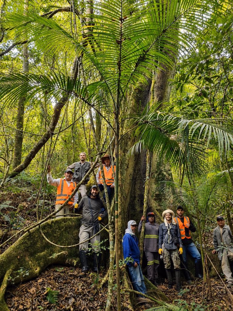Trabalho florestal em campo