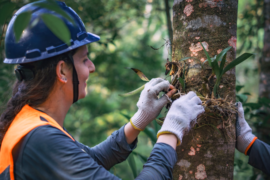Profissional realiza manejo de vegetação e plantas epífitas em árvore na floresta, utilizando equipamentos de segurança.