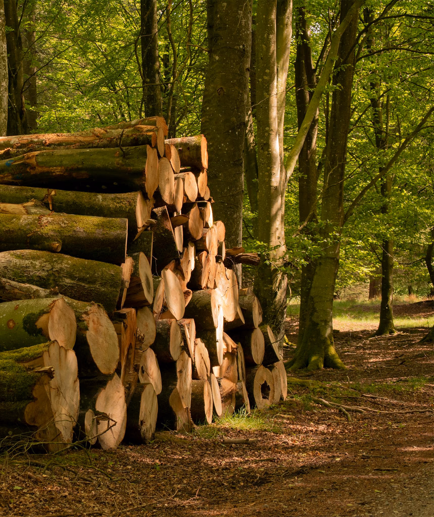 trocos de árvores cortados no mei da floresta