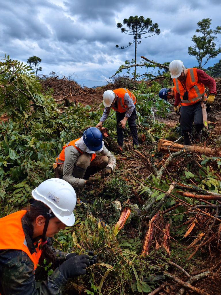 trabalhadores plantando mudas no campo, reflorestamento.