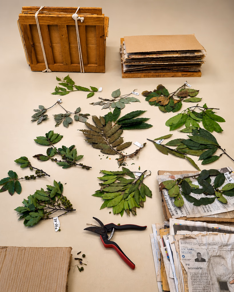 Fohlas de algumas plantas para sua identificação por profissionais