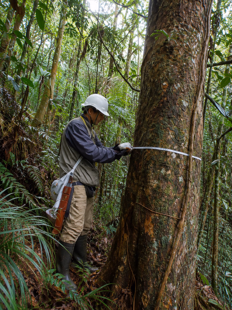Profissional da Trópicos fazendo a avaliação de uma árvores e diagnóstico tpecnico da vegetação nativa