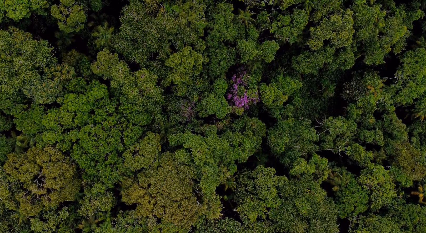 Imagem aerea de uma floresta