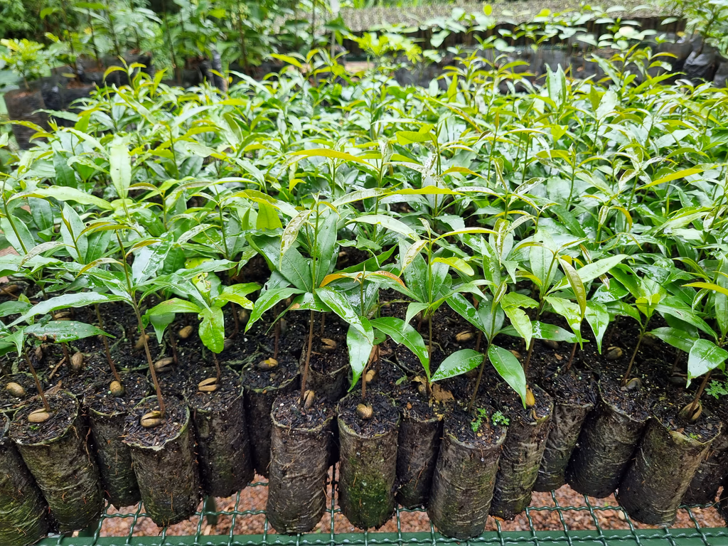 Trabalho ambiental em campo